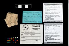 Foto (Objekt + Etikett) von Cracensigillatus acutirostrus (Moericke, 1889)  (NHMW-GEO-1990-0041-4746)